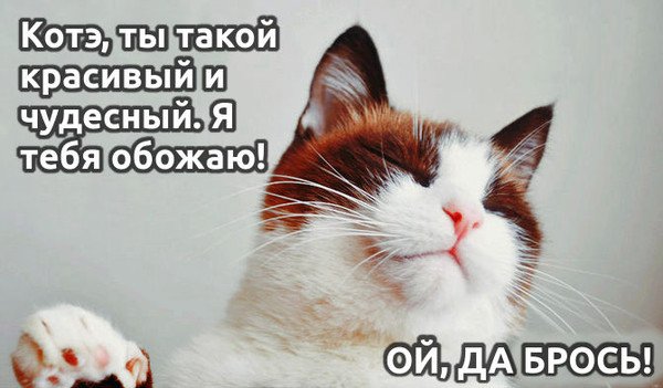 Кот продолжай