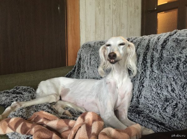 Хитрая собака