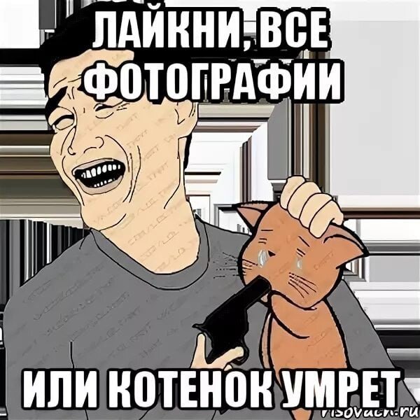Давай умерем котёнок Мем