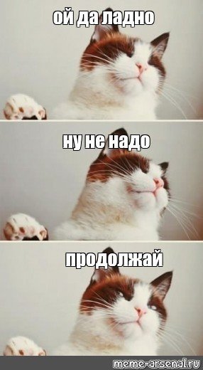 Кот продолжай