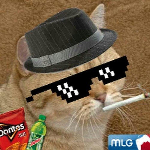 Крутые котики