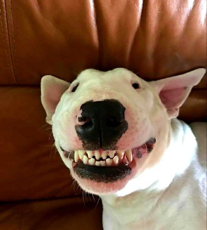 Бультерьер злой Бойцовский