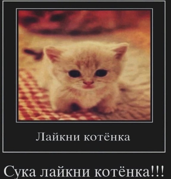 Лайкни котенка