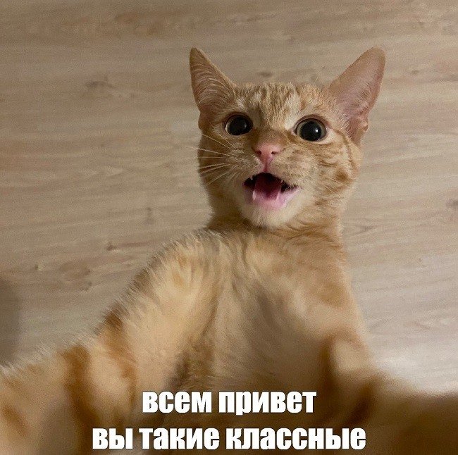 Кот Мем