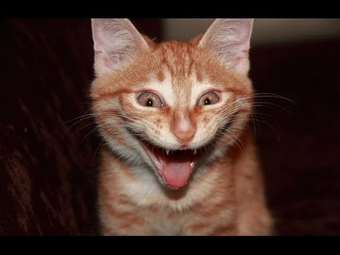 Кошачья рожа