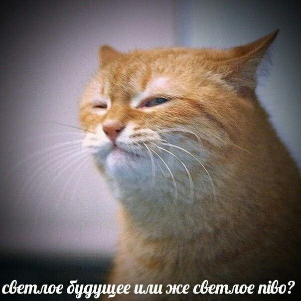 Подозрительный кот