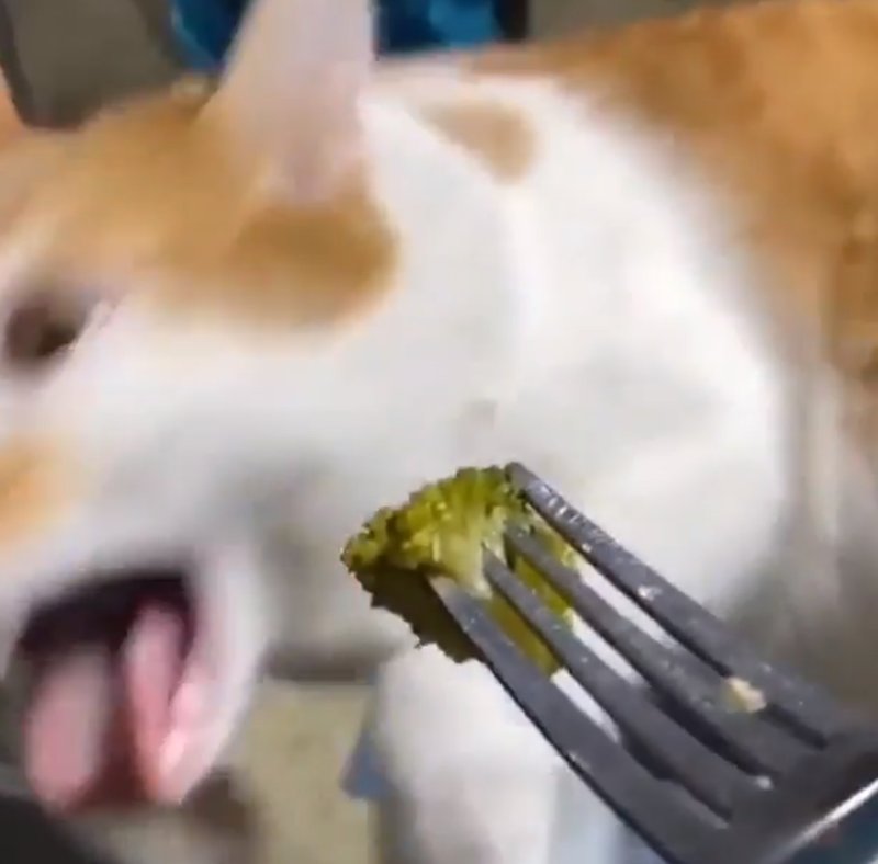 Кошка и брокколи