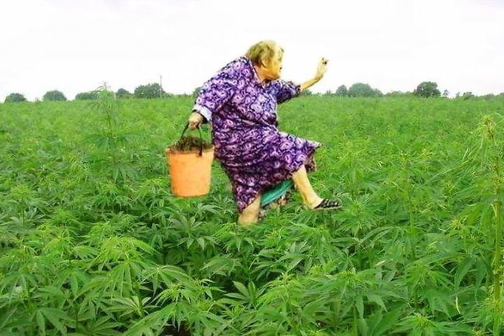 Веселая трава