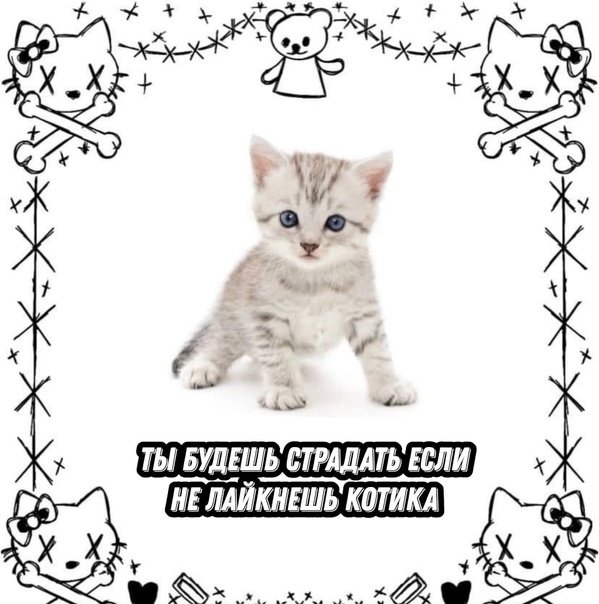 Лайкни кота