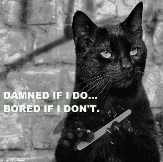 Кот с пилкой