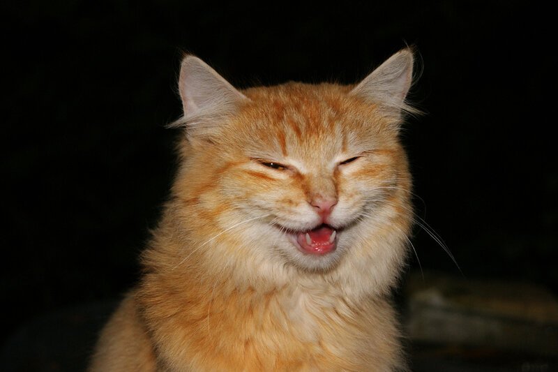 Рыжий кот улыбается