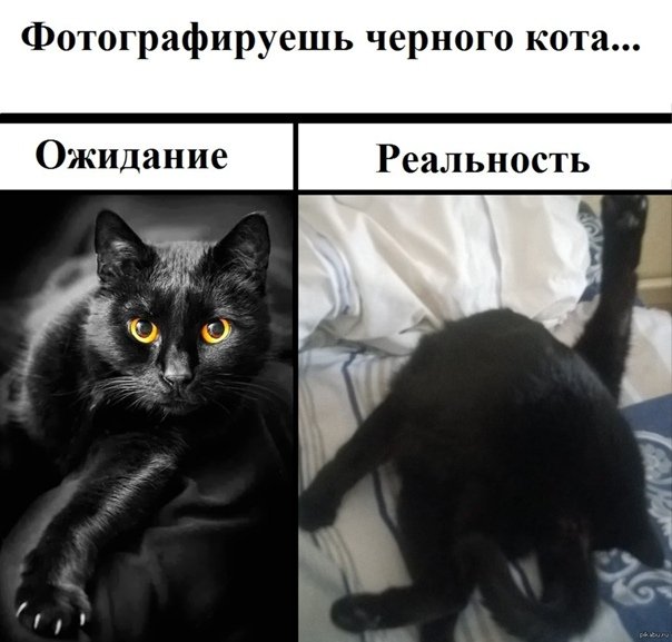 Мемы с котиками