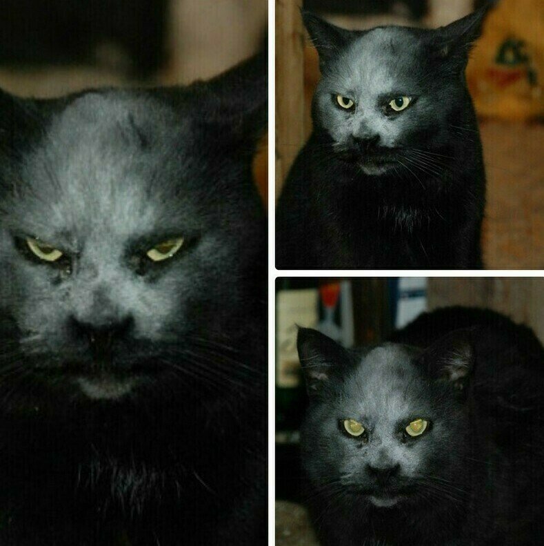 Кот похожий на демона