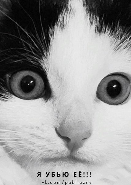 Черно белые коты