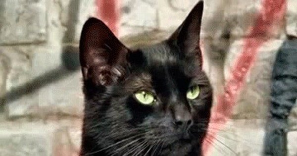 Черный кот с пилкой