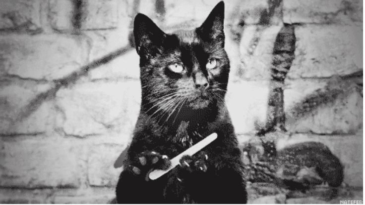 Черный кот с пилочкой