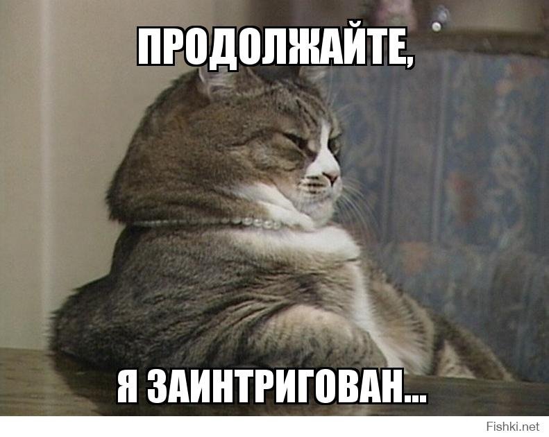 Заинтригованный кот