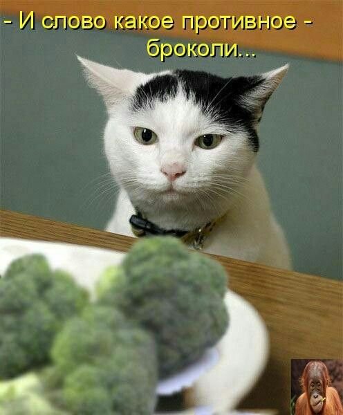 Коты едят овощи