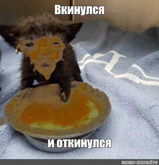 Кот в молоке