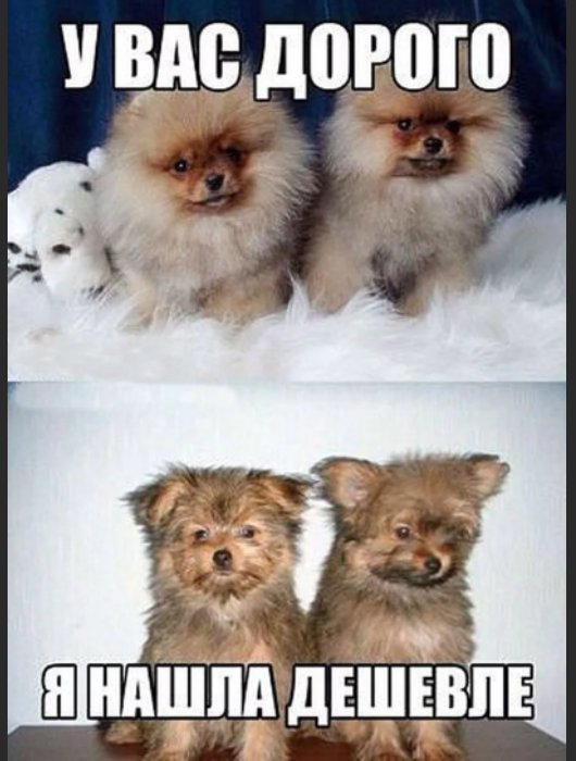 Шпиц приколы