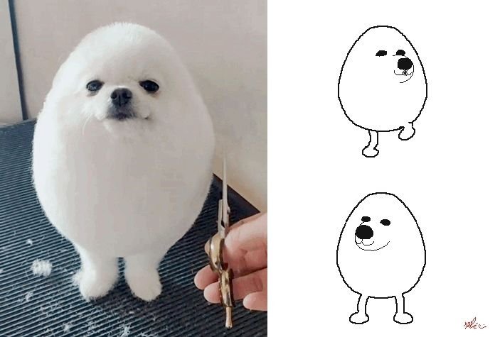 Померанский шпиц сердитый