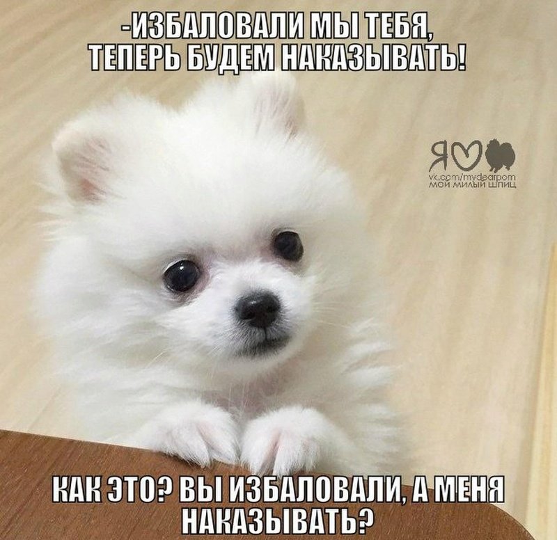 Про собаку шпиц