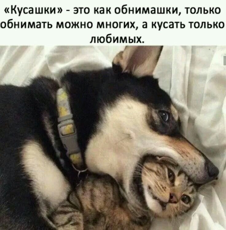 Собака и котенок