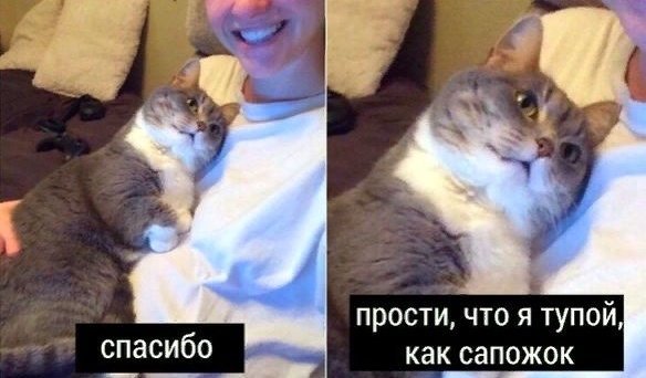 Прости что я тупой как