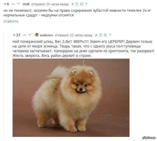 Шпиц смешной