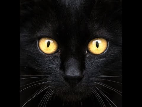 Черный кот с желтыми глазами