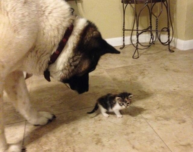 Маленький котенок и огромный пес