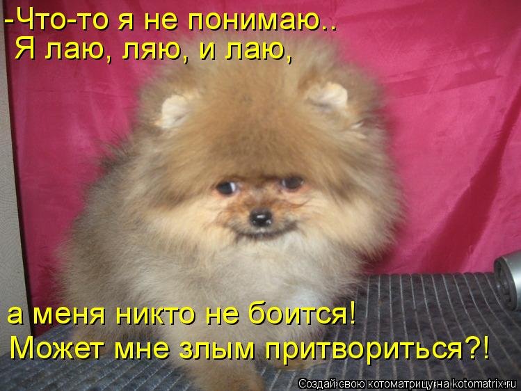 Шпиц собака