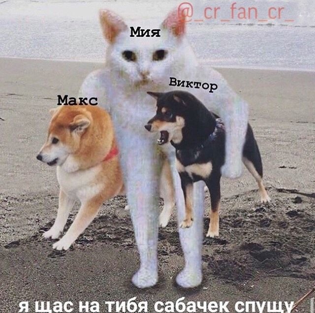 Акита и сиба ину