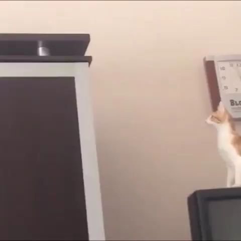 Кот отпрыгивает