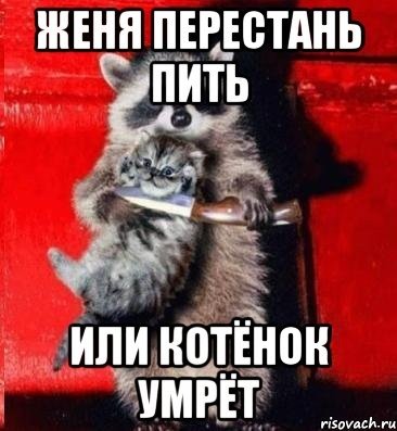 Енот и котенок Мем