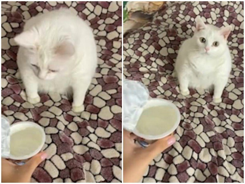 Кот в кефире Мем