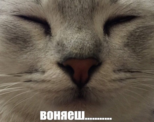 Коты для мемов