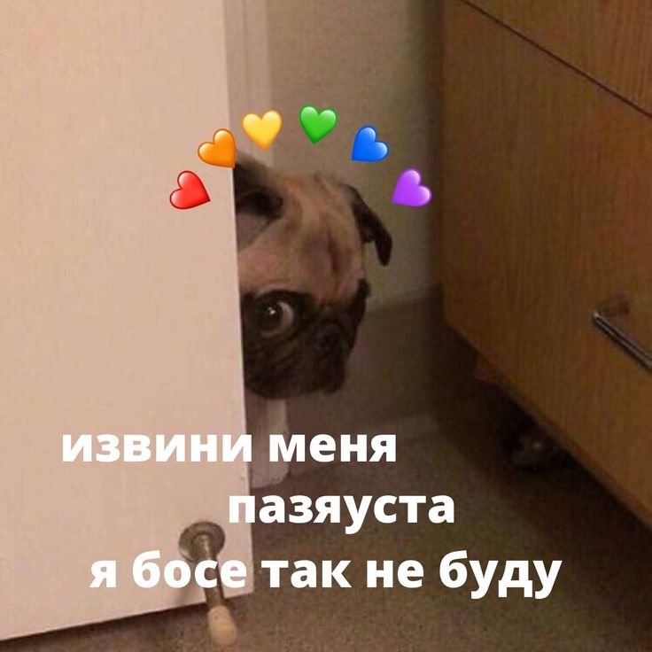 Милые пикчи с котиками прости меня