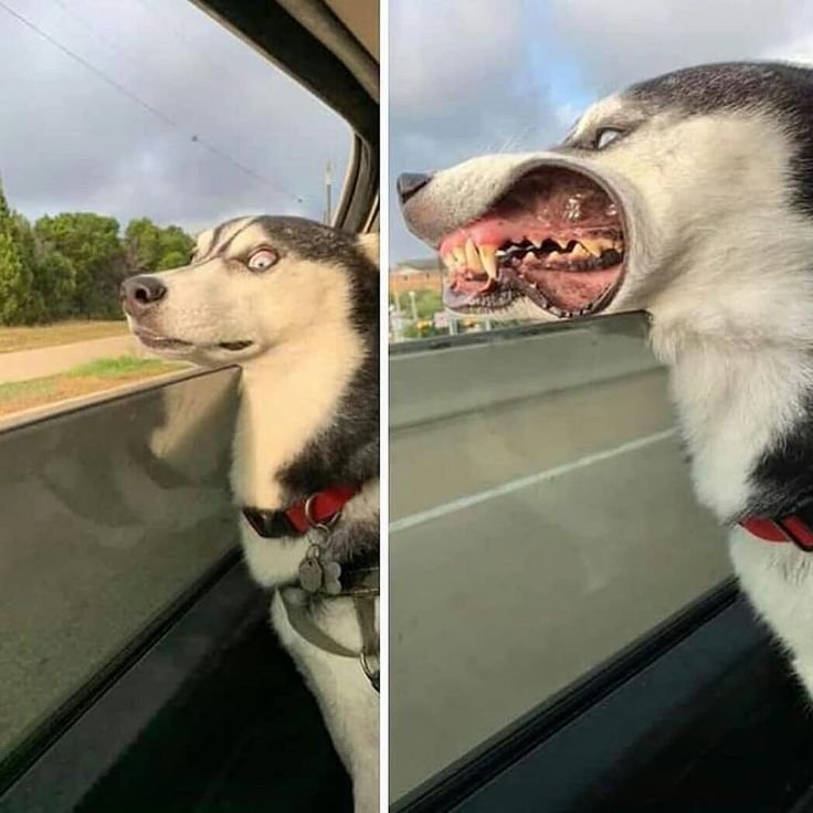 Хаски смешные