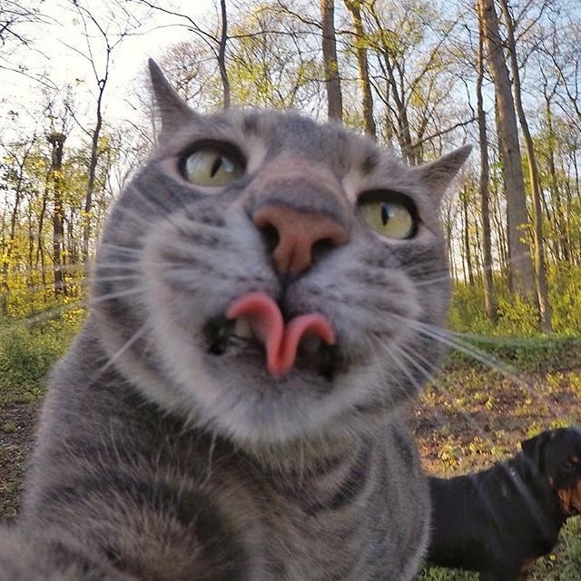 Селфи кота Мэнни