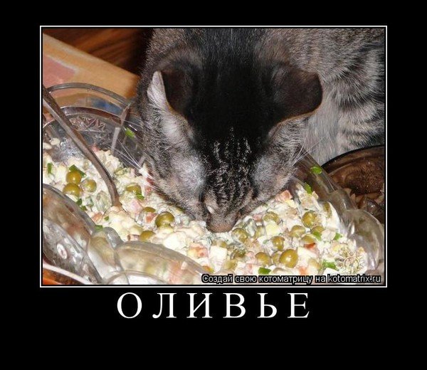 Кот и Оливье
