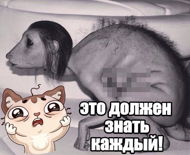 Двушка которая стала крысой