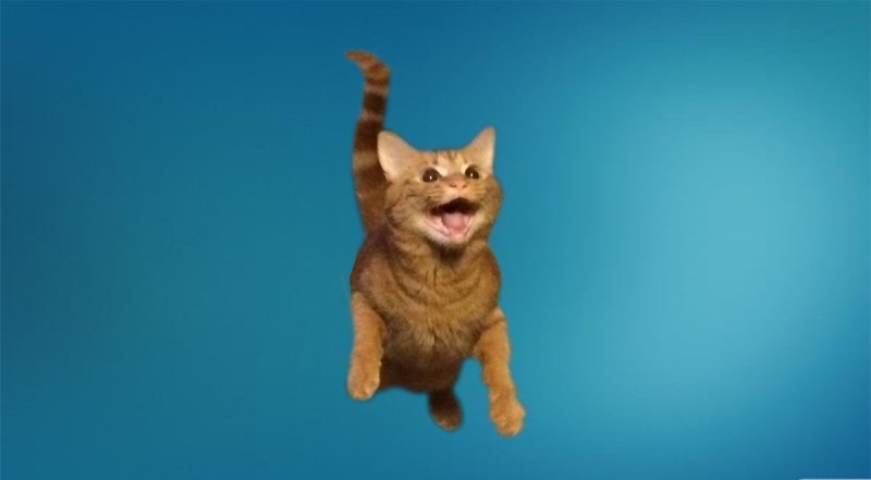 Летающий кот