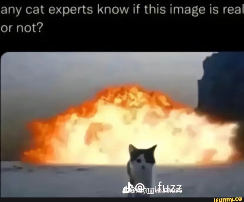 Кот на фоне взрыва