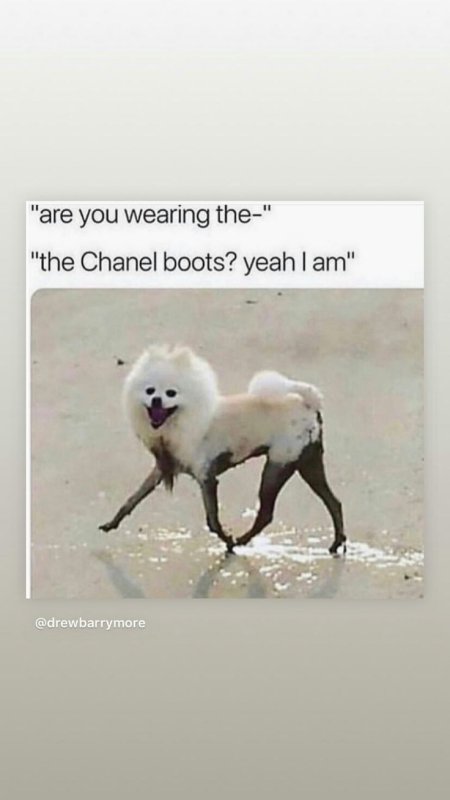 Грязный шпиц с длинными ногами