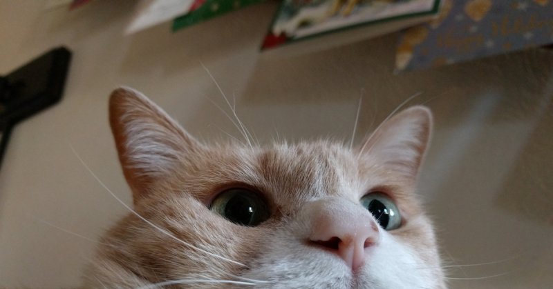 Сфоткал чихающего кота