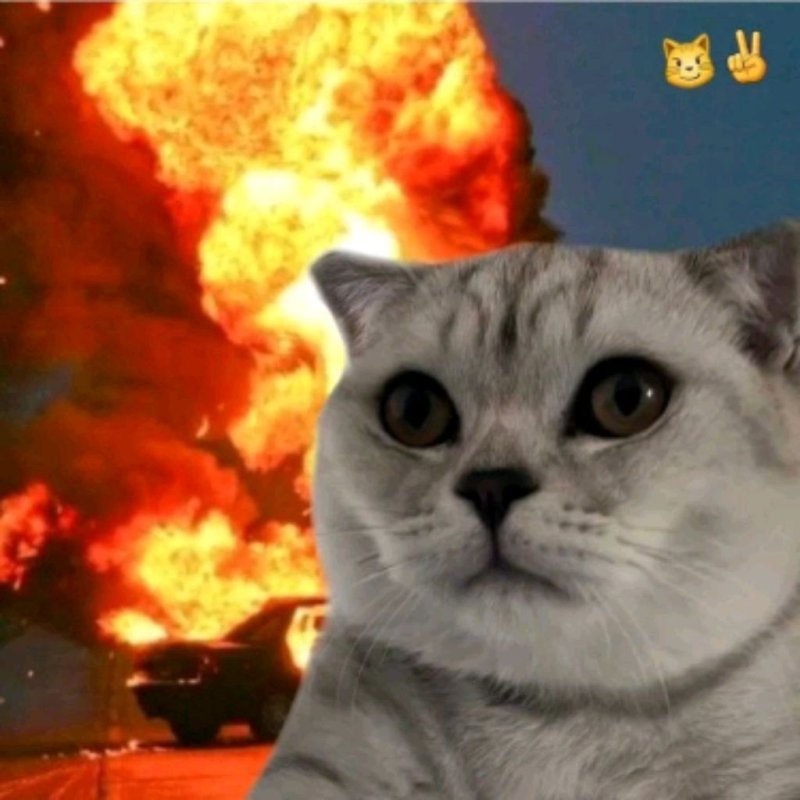 Кот взрывается