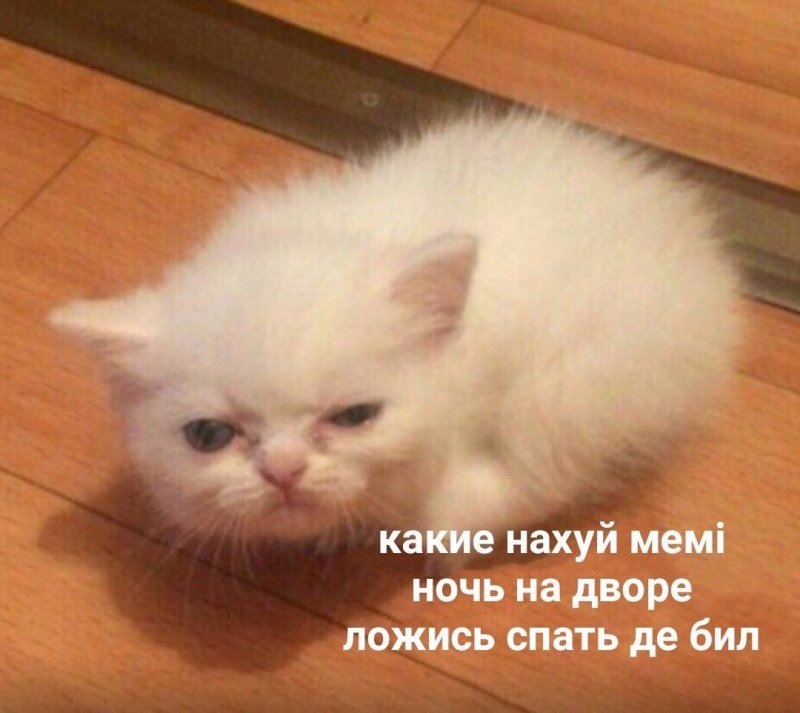 Мем доброе утро с котиком