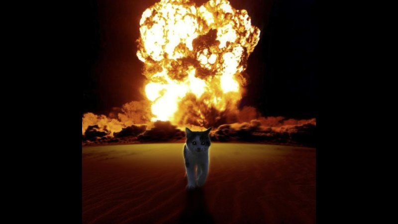Котик на фоне взрыва