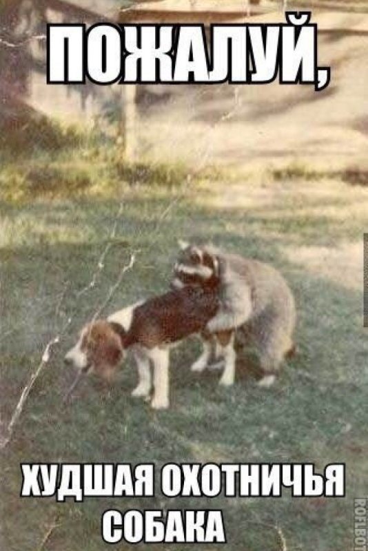 Мем самая худшая охотничья собака